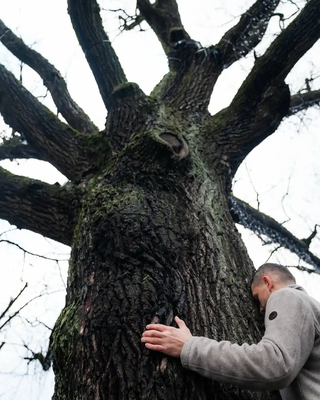 Aleksejs piekļaujas varenam ozolam, balstot plaukstu pret stumbru un sajūtot dzimtas sakņu spēku dabā.